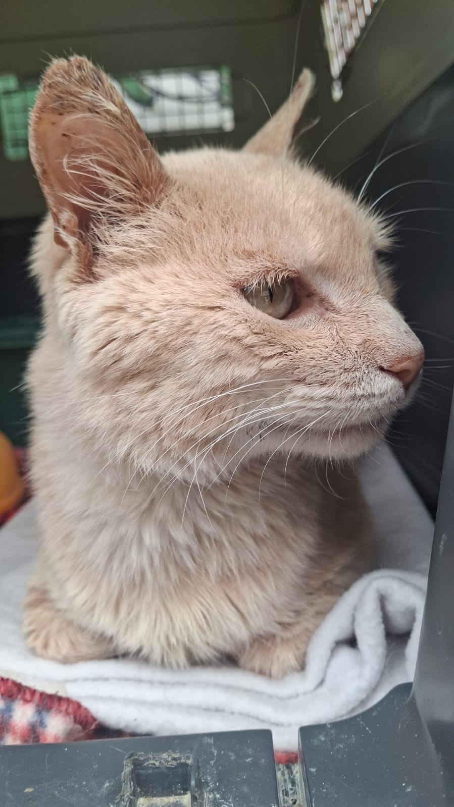 Osiris - Fundación Criollos de la Montaña